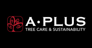 A Plus Tree